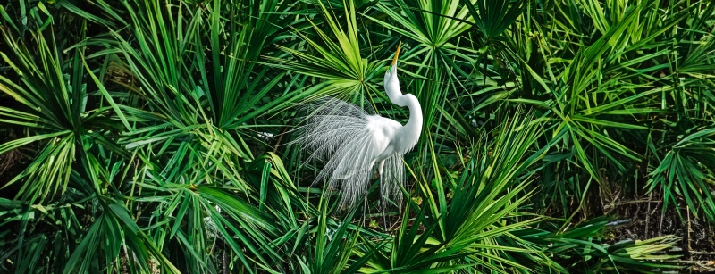 White Bird in Palmettos White Bird in Palmettos