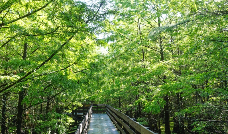 Six Mile Cypress Slough Preserve in Fort Myers Six Mile Cypress Slough Preserve in Fort Myers