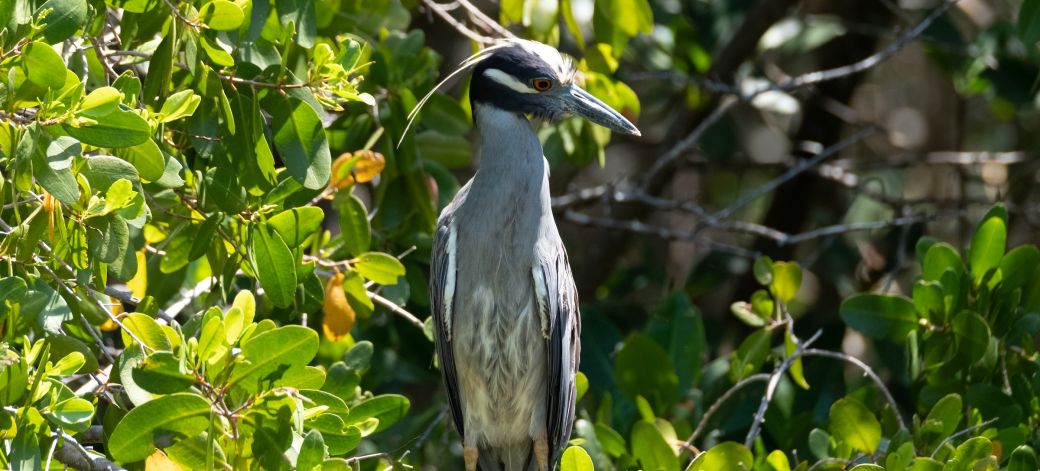 Ein Vogel im JN Ding Darling Wildlife Refuge auf Sanibel Island Ein Vogel im JN Ding Darling Wildlife Refuge auf Sanibel Island