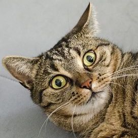Günstige Immobilienangebote in Cape Coral, die selbst die Katze überrascht.